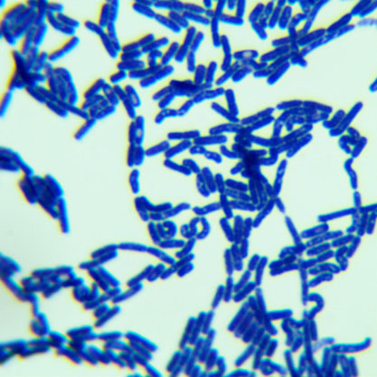 Bacillus subtilis-BNCC