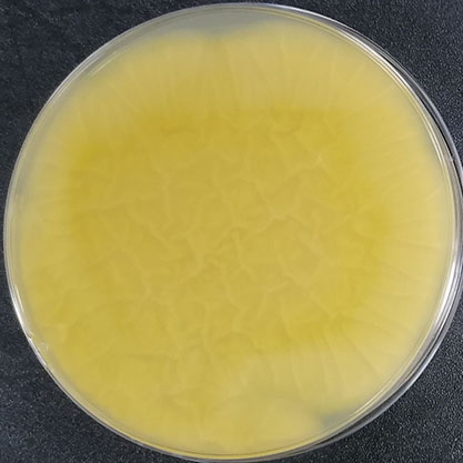 Aspergillus ryukyu-BNCC