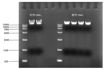 Pig-derived nucleic acid standard quality control material sample-BNCC