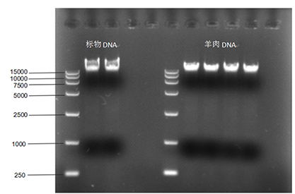Sheep-derived nucleic acid standard quality control sample-BNCC