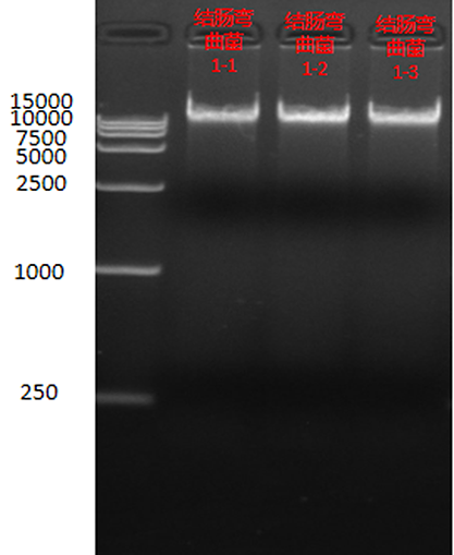 Campylobacter colon nucleic acid standard quality control-BNCC