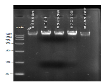 Shigella flexneri nucleic acid standard quality control-BNCC
