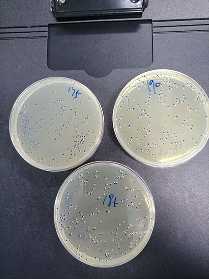 Quantitative strain of Staphylococcus aureus-BNCC