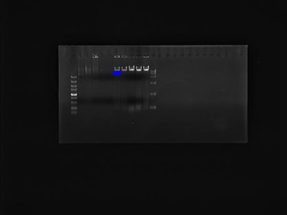Genomic DNA of Proteus vulgare-BNCC