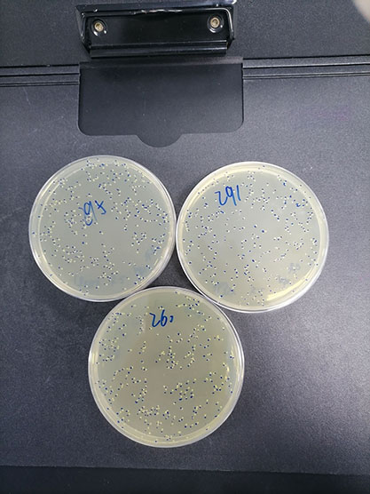 Quantitative strain of Staphylococcus aureus-BNCC
