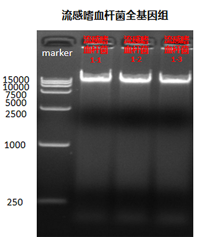 Haemophilus influenzae nucleic acid reference (Heat inactivated) (Strongly positive)-BNCC