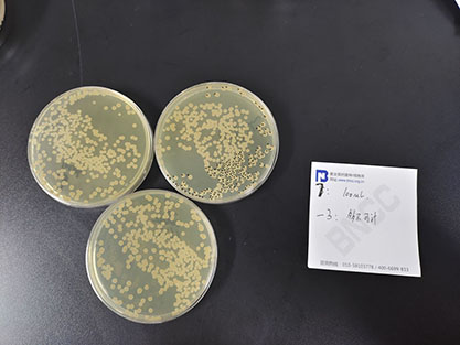 Quantitative strain of Bacillus subtilis-BNCC