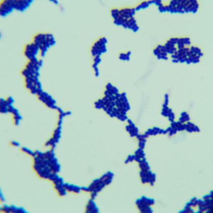 Lactobacillus plantarum subspecies-BNCC