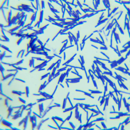 Paenibacillus macerans-BNCC
