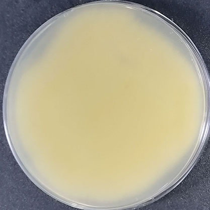 Aspergillus oryzae-BNCC