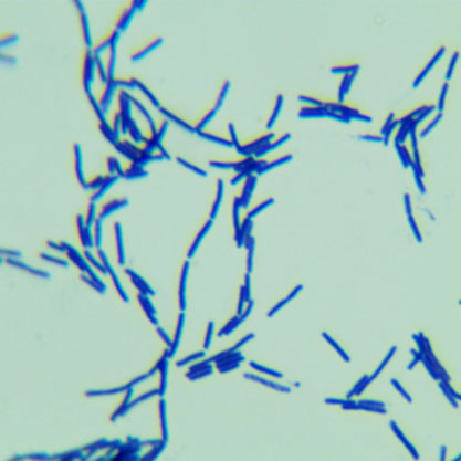 Bacillus amyloliquefaciens-BNCC