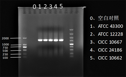 Escherichia coli ETEC nucleic acid reference (Heat inactivated) (Strongly positive)-BNCC