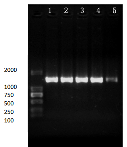 Salmonella enterica nucleic acid reference (Heat inactivated) (Strongly positive)-BNCC