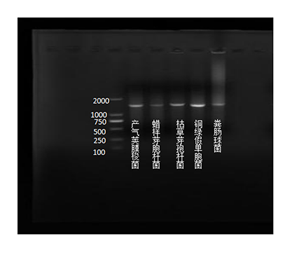 Bacillus subtilis subsp nucleic acid reference (Heat inactivated) (Strongly positive)-BNCC