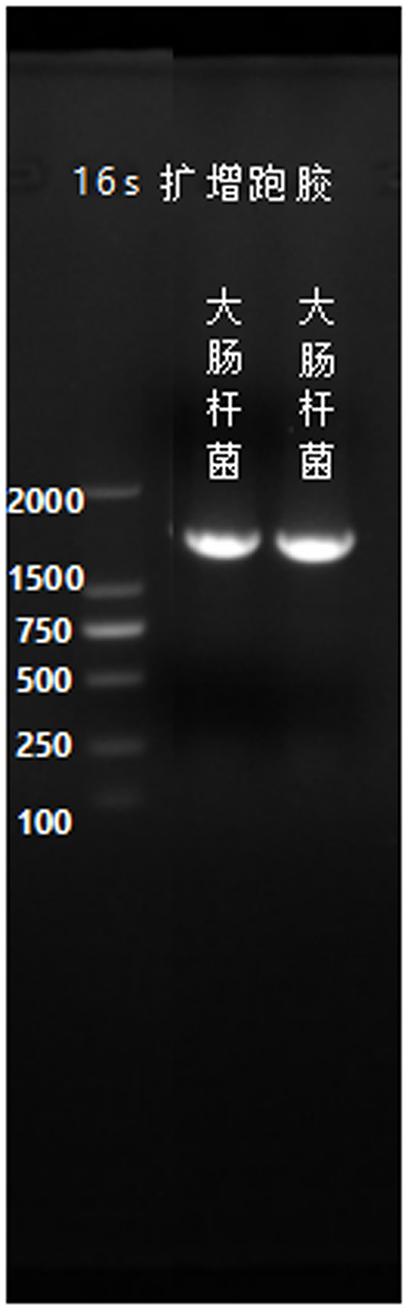 Natioanl standard for Escherichia coli DNA content-BNCC