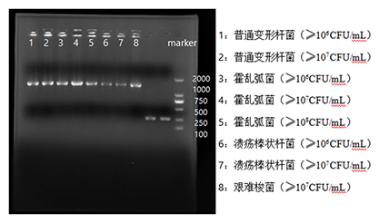 Proteus vulgaris nucleic acid reference (Heat inactivated) (Strongly positive)-BNCC