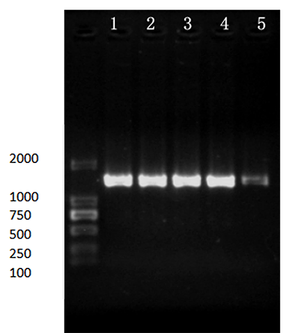 Gardnerella vaginalis nucleic acid reference (Heat inactivated) (Strongly positive)-BNCC