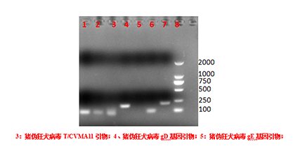 Porcine pseudorabies virus (PRV) DNA lab quality control-BNCC