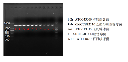 Bordetella pertussis nucleic acid reference (Heat inactivated) (Strongly positive)-BNCC