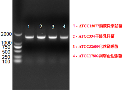 Lactobacillus casei nucleic acid reference material (Heat inactivated) (Strongly positive)-BNCC